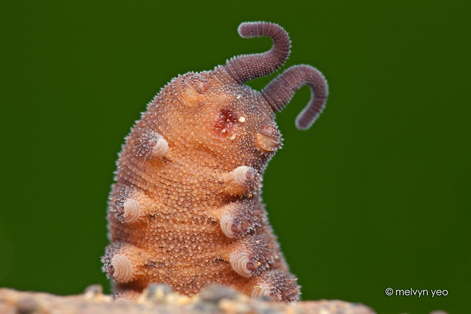 Velvet Worm says.... Thank you! :) by melvynyeo