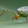 Sliver plated Long Jawed Orb Weaver Spider