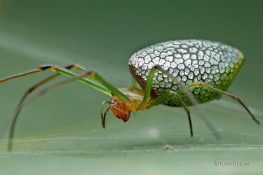 Sliver plated Long Jawed Orb Weaver Spider