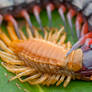 Moulting Centipede