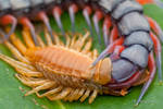 Moulting Centipede by melvynyeo