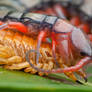 Centipede eating it's own exoskeleton