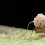 Theridiidae? running with egg sac