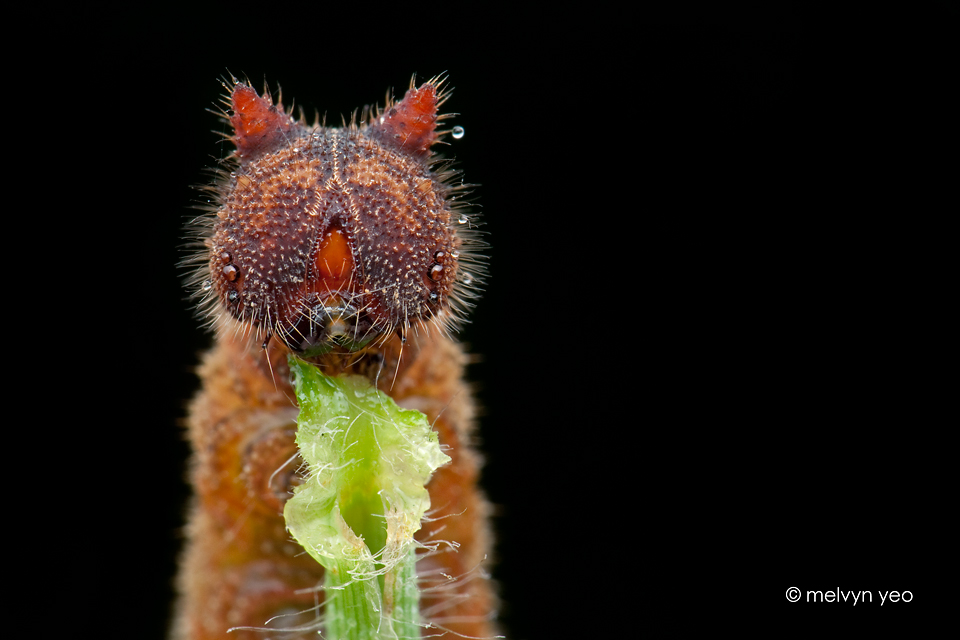 Mycalesis gotama. Hello Kitty-Faced caterpillar.