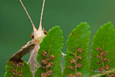 Peek-a-boo Caddisfly by melvynyeo