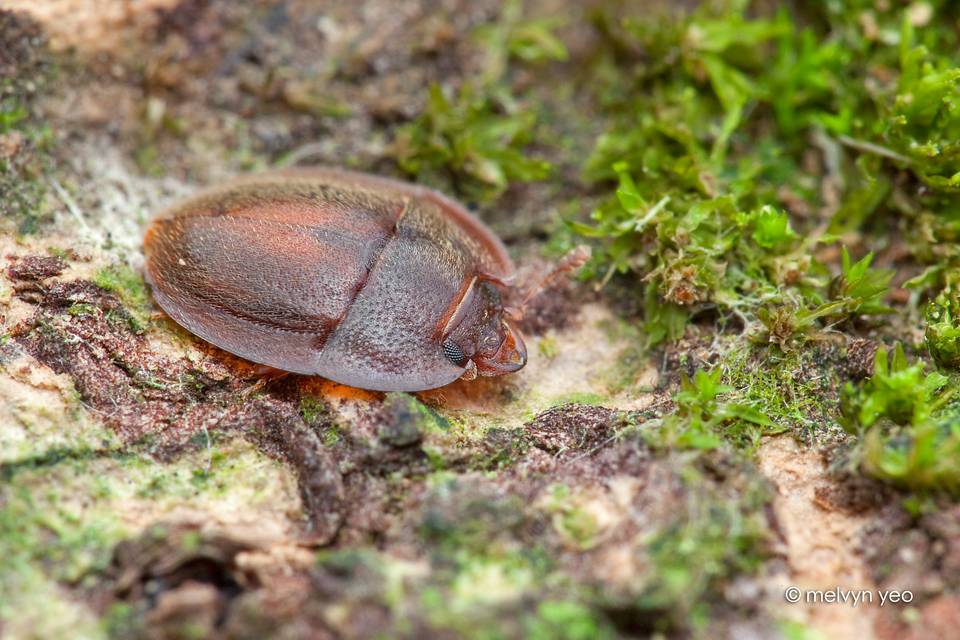 Sap beetle, Nitidulidae