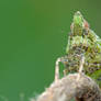 Planthopper nymph