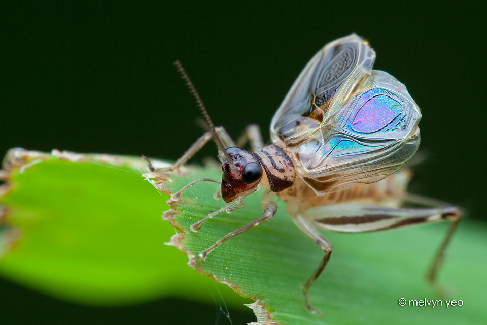 A Singing Cricket Svistella sp.