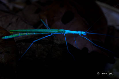 UV Florescence Stick insect