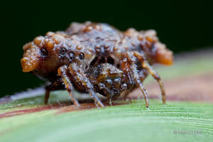 Bird Dung Spider (Pasilobus sp.)