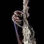 Slim Waist Wasp