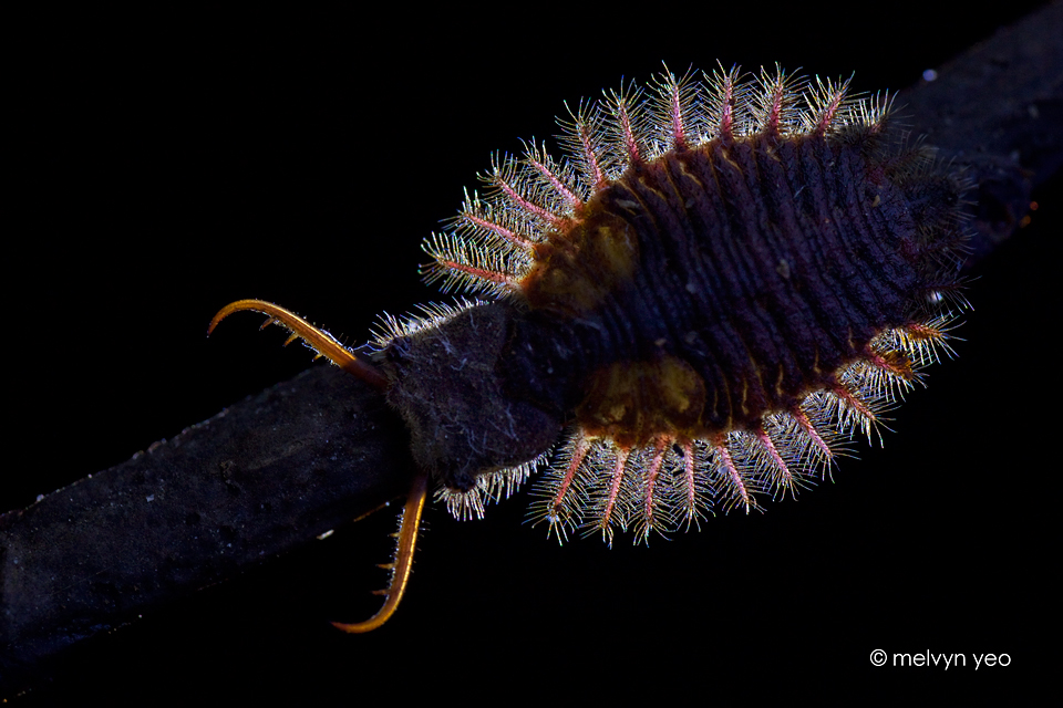 Owlfly Larva