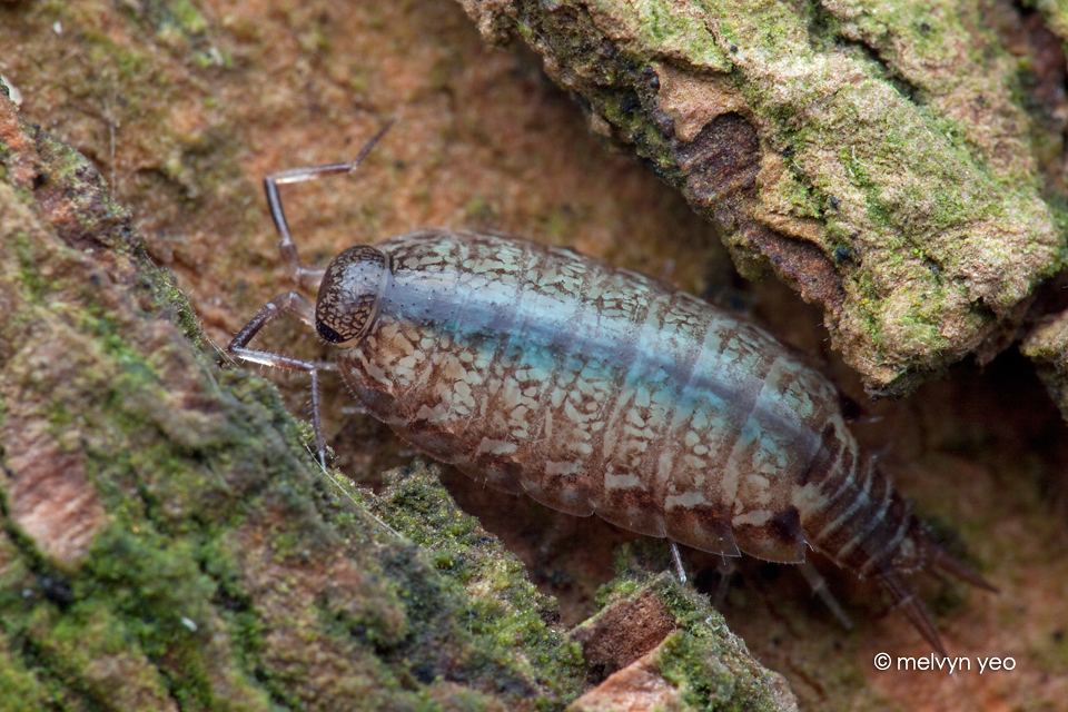 Woodlouse blue blood by melvynyeo on DeviantArt Woodlouse blue blood by melvynyeo on DeviantArt