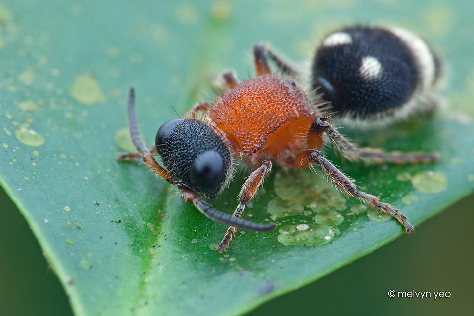 Velvet ant by melvynyeo on DeviantArt Velvet ant by melvynyeo on DeviantArt