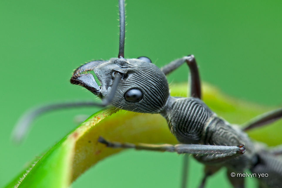 Fingerprint Ant