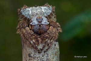 Big-Headed Bark Spider (Caerostris sp.)