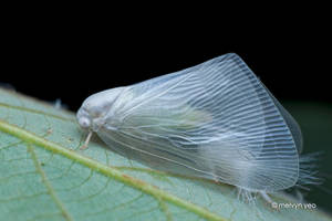 Freshly moulted planthopper by melvynyeo