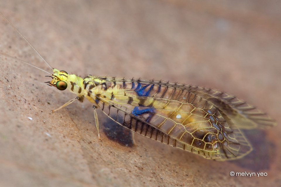 Lacewing Glenochrysa sp.