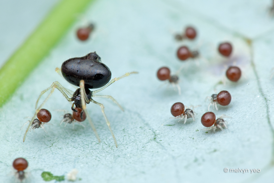 Chrysso nigra and her babies by melvynyeo Chrysso nigra and her babies by melvynyeo
