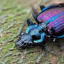 Ground Beetle