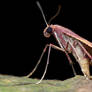 Pinkish Moth