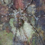 Two-Tailed Spider with Mantis Prey