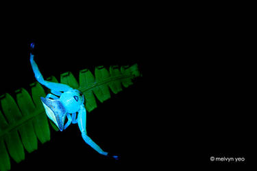 UV Fluorsence Crab Spider