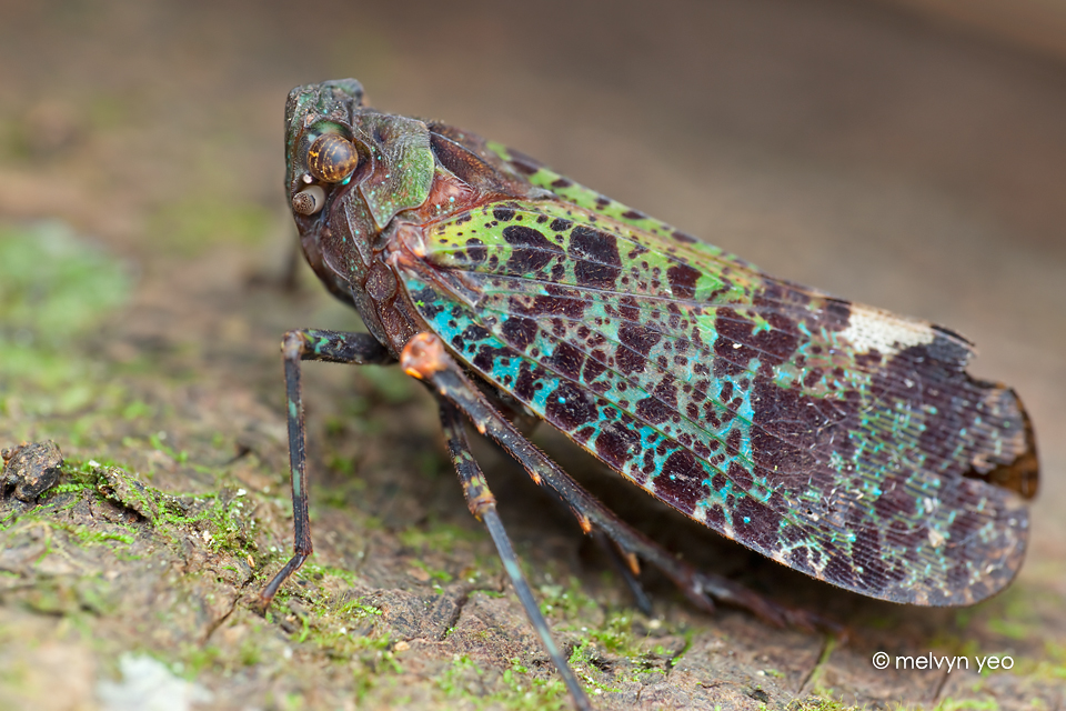 Penthicodes sp. (Fulgorid hopper)