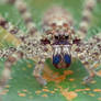 Nursery web spider