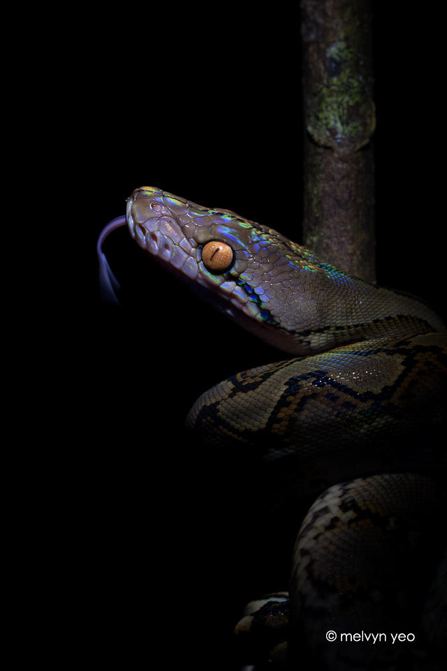 Reticulated python by melvynyeo on DeviantArt