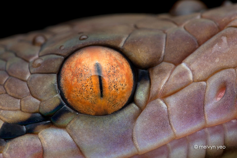 Python Eyes Human Eyes of a Python by melvynyeo on DeviantArt