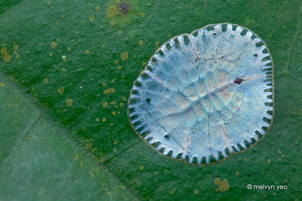 Paralecanium Expansum Metallicum (scale insect)