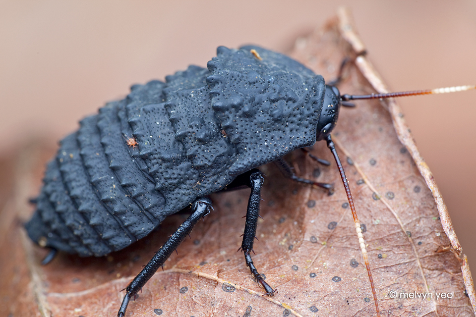 Catara rugosicollis (Brunner, 1865) - Female.