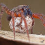 Wandering Spider with Egg Sac