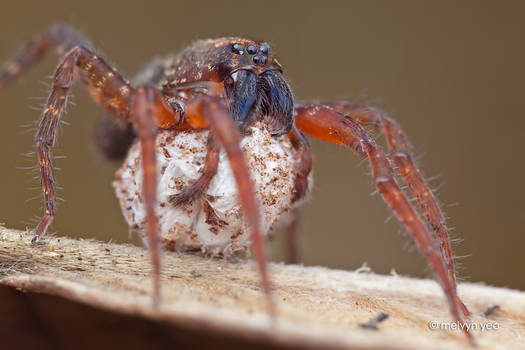 Wandering Spider with Egg Sac