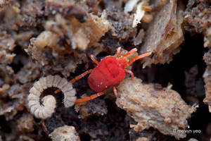 Velvet mite dragging millipede