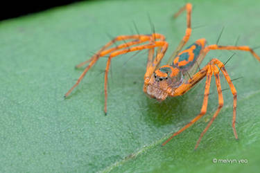 Lynx Spider