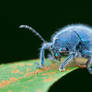 Mr Blue and Hairy (Trichochrysea hirta)