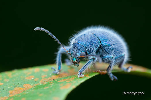 Mr Blue and Hairy (Trichochrysea hirta)