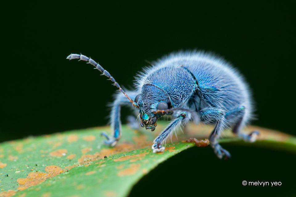 Mr Blue and Hairy (Trichochrysea hirta) by melvynyeo
