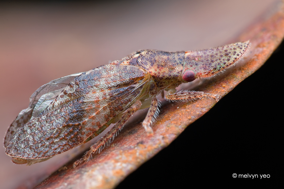 Ledrinae (Cicadellidae)