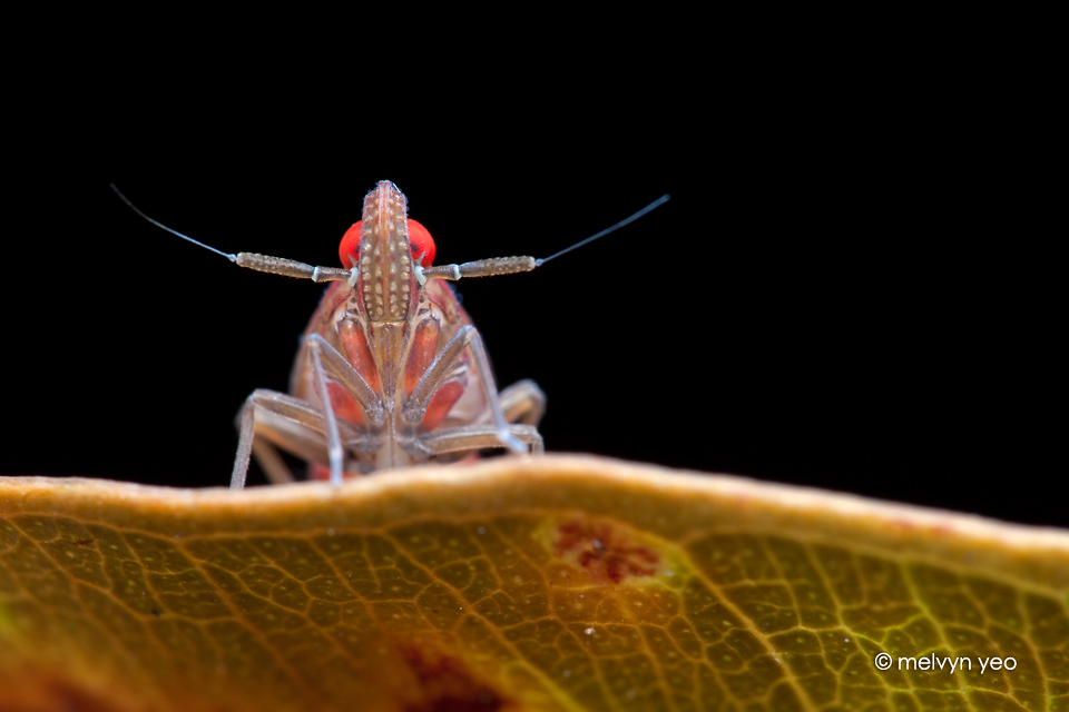 Hopper nymph with villain mousetache