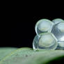 Land snail eggs