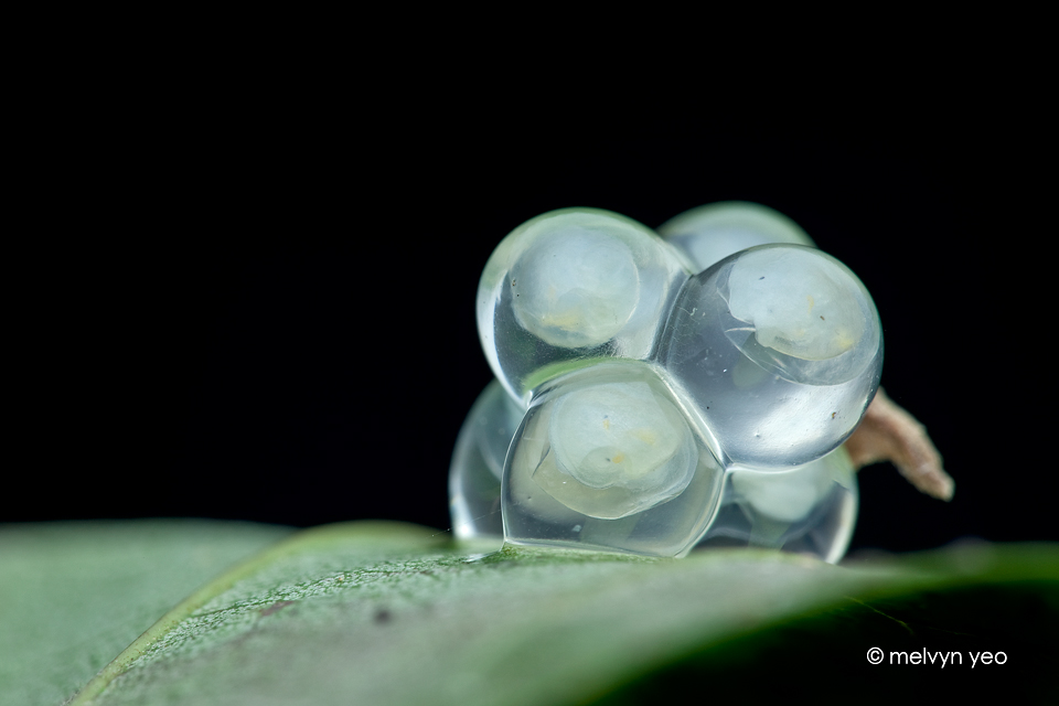 Daddy longlegs with newly hatch babies by melvynyeo on DeviantArt