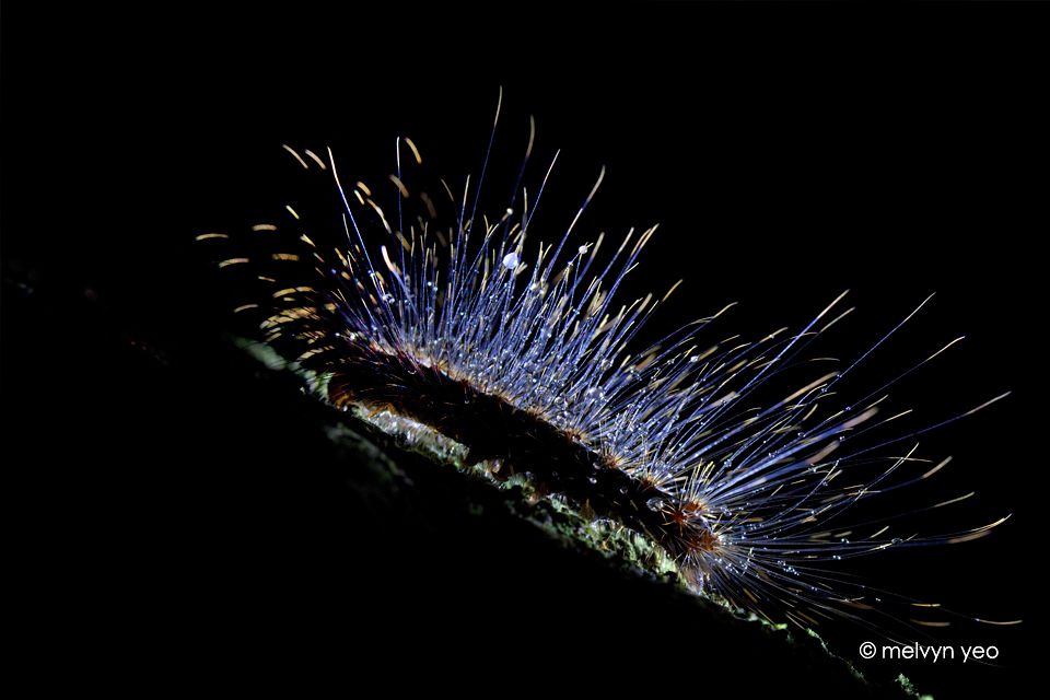 Backlit Hairy Caterpillar