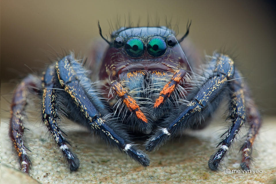 Jumping Spider (Hyllus sp.) by melvynyeo