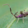 Springtail with wicked colors