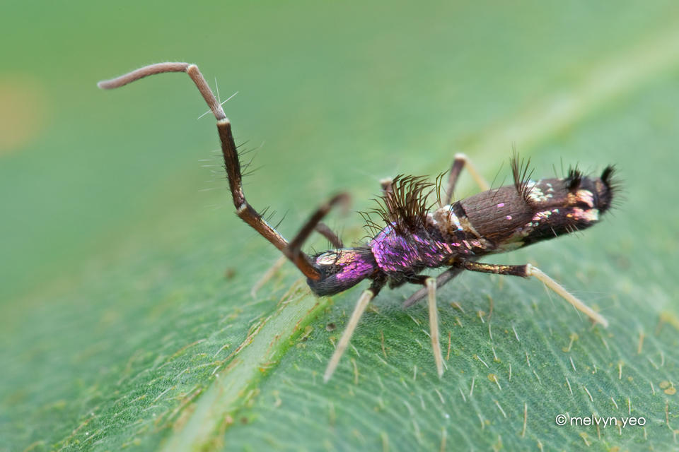 Springtail with wicked colors by melvynyeo on DeviantArt