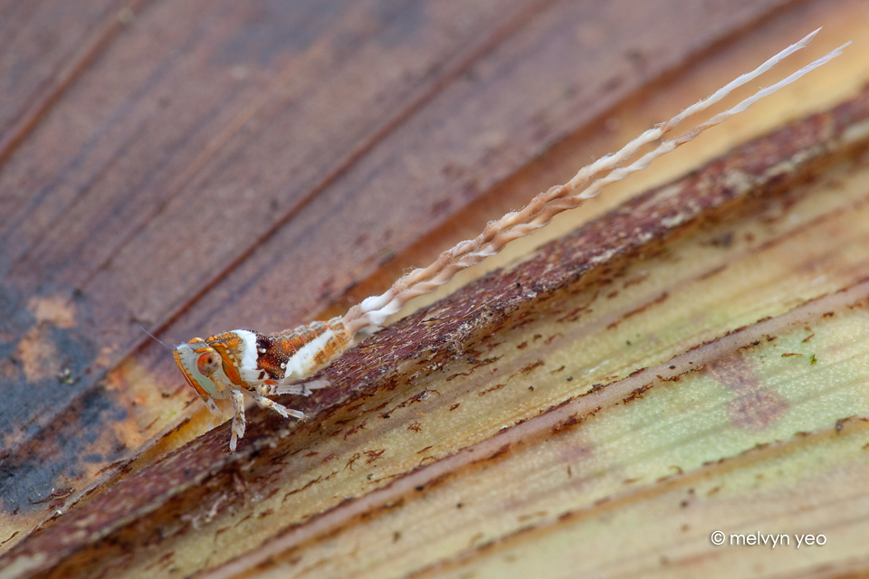 Planthopper nymph