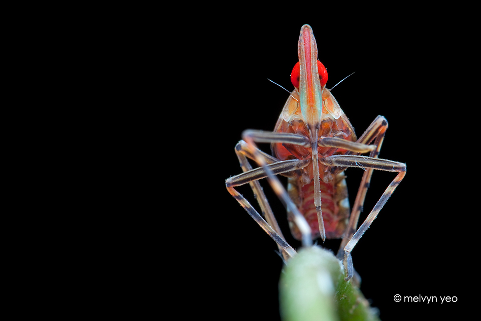 Cartoon face planthopper nymph